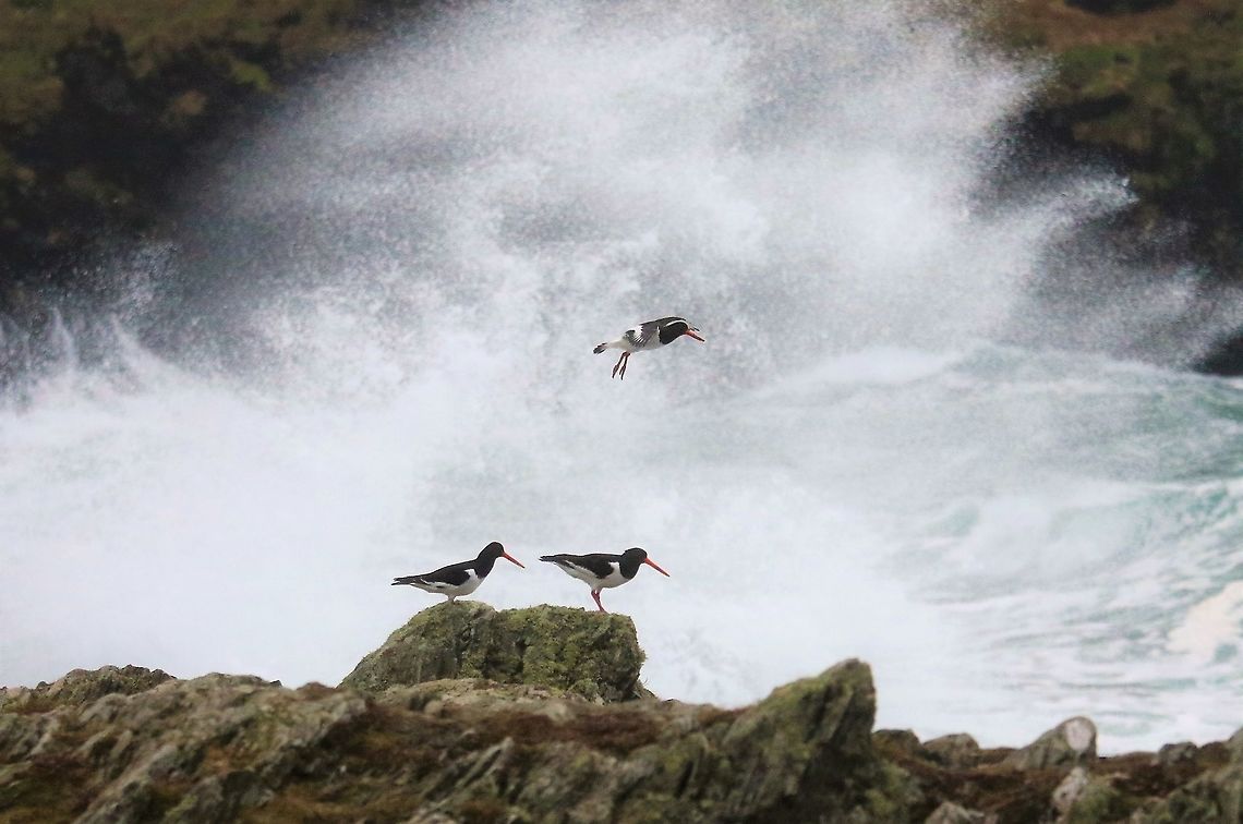 Oyster Catcher With dramatic backdrop of the storm off Calf of Man Eurasian oystercatcher,Haematopus ostralegus,Isle of Man