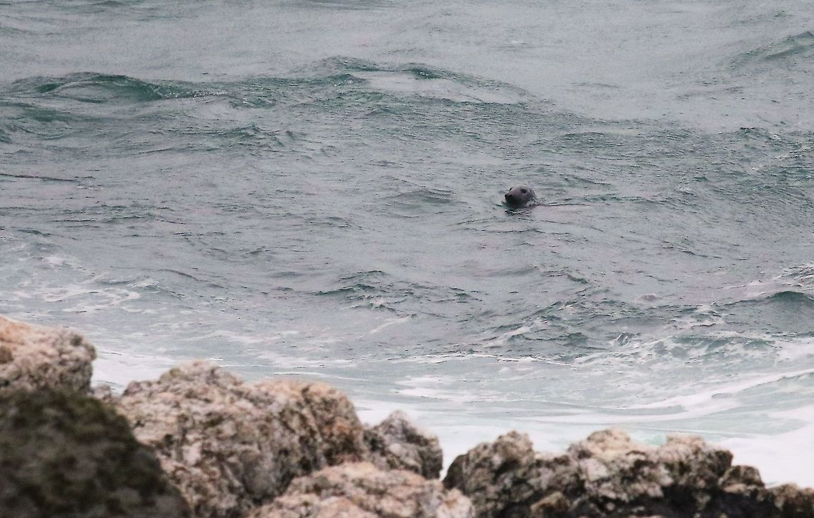 Grey Seal The larger UK seal in the Sound of Calf Grey seal,Halichoerus grypus,Isle of Man