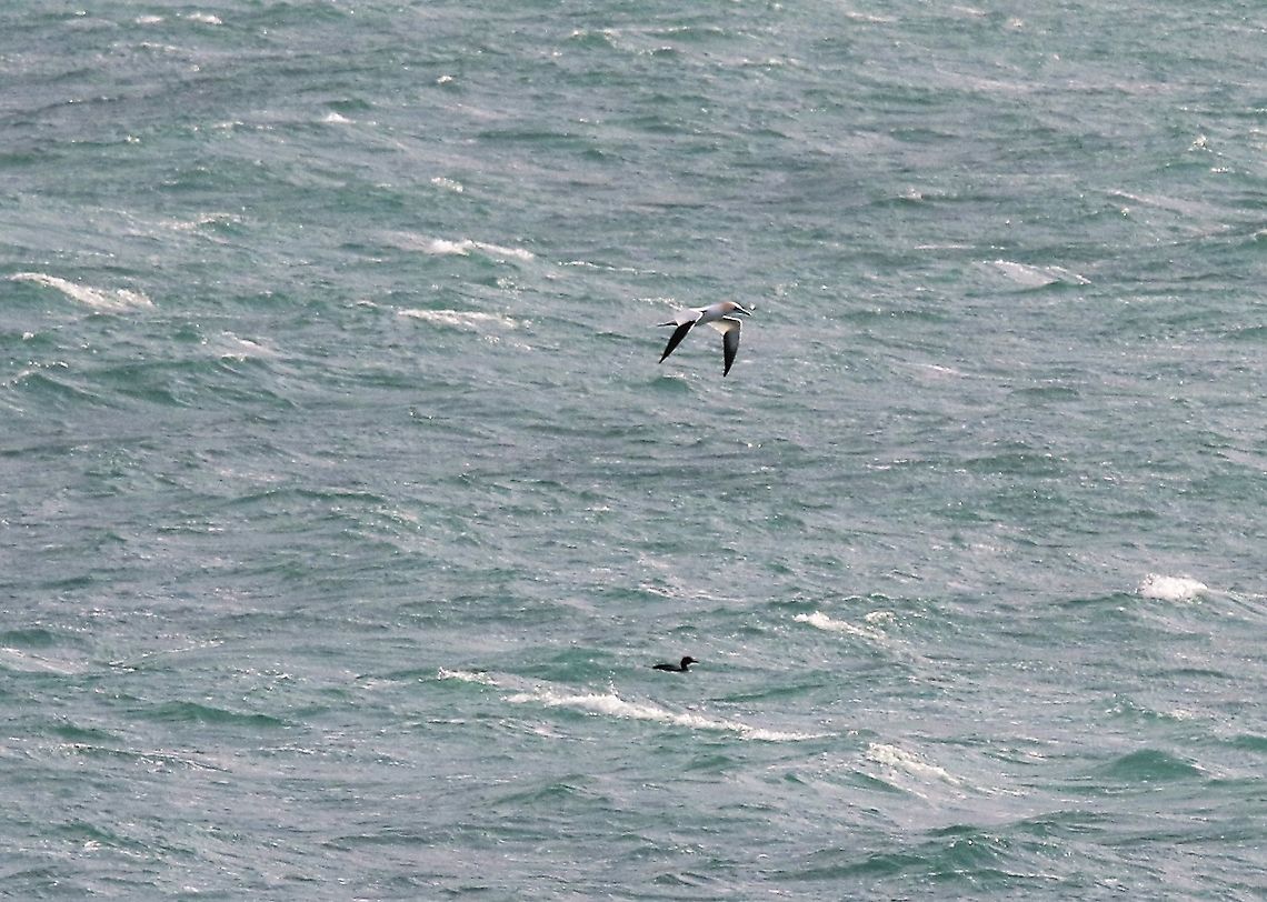 Gannet With interesting diver?? below Isle of Man,Morus bassanus,Northern Gannet