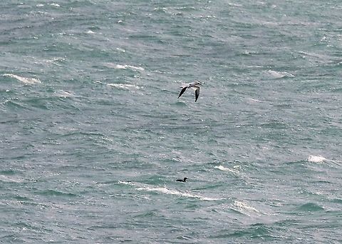 Gannet With interesting diver?? below Isle of Man,Morus bassanus,Northern Gannet