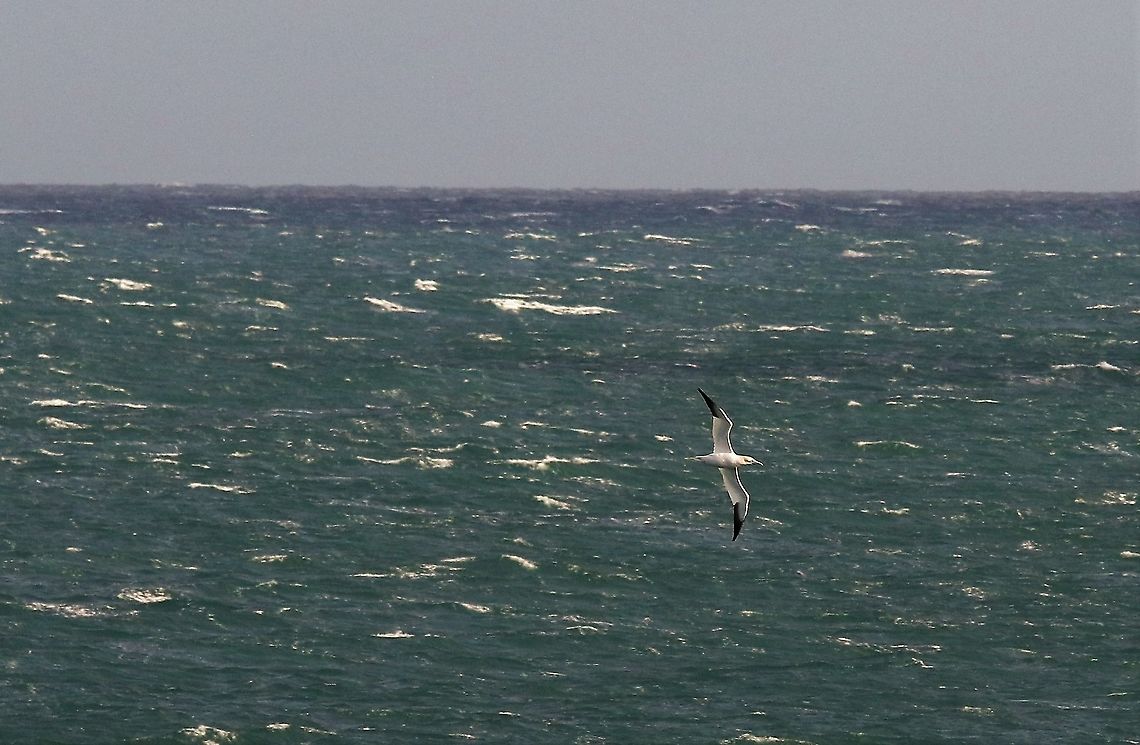 Gannet The only wanderer we saw Isle of Man,Morus bassanus,Northern Gannet