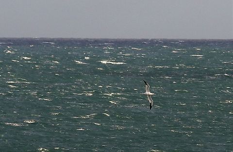 Gannet The only wanderer we saw Isle of Man,Morus bassanus,Northern Gannet