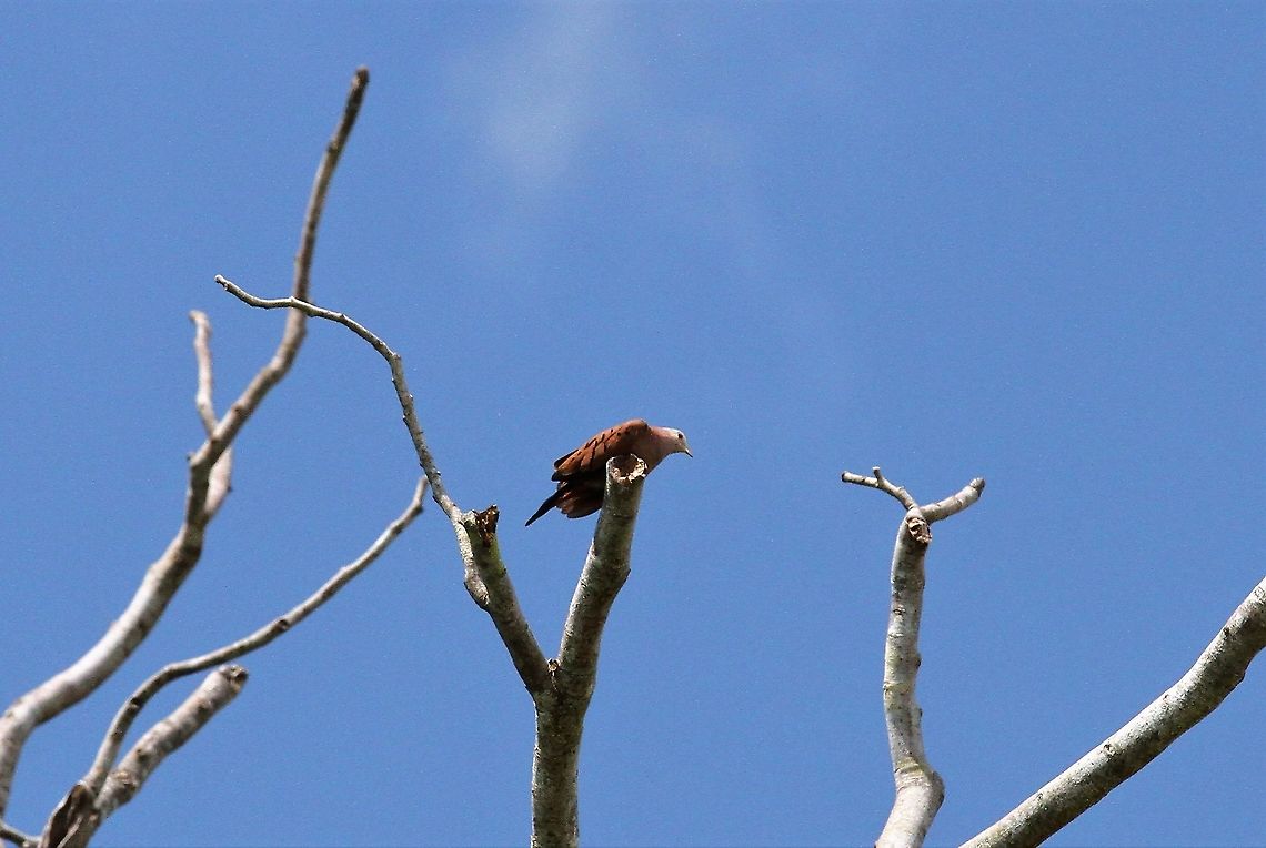 Ruddy Ground Dove  Columbina talpacoti,Hato Pinero,Los Llanos,Ruddy ground dove