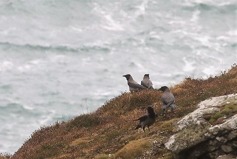 Hooded Crows Bradda Head Above the storm Corvus cornix,Hooded Crow,Isle of Man