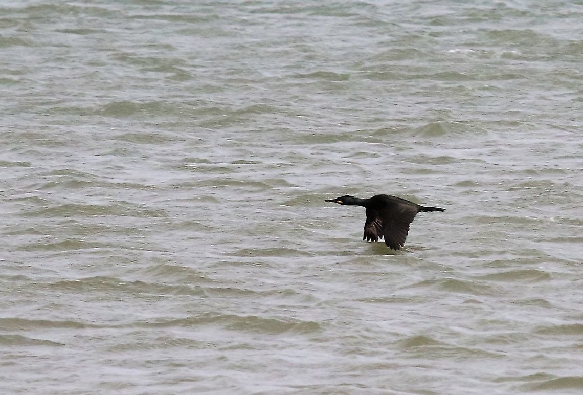 Shag skimming the water  European Shag,Isle of Man,Phalacrocorax aristotelis