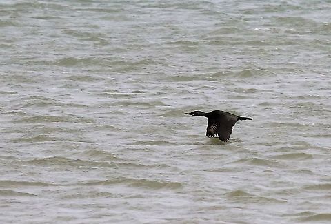 Shag skimming the water  European Shag,Isle of Man,Phalacrocorax aristotelis