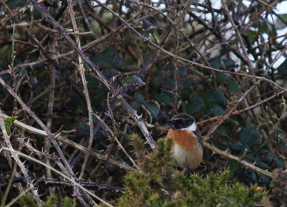 Stonechat Stonechat at Point of Ayre European Stonechat,Isle of Man,Saxicola rubicola