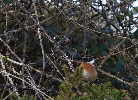 Stonechat Stonechat at Point of Ayre European Stonechat,Isle of Man,Saxicola rubicola