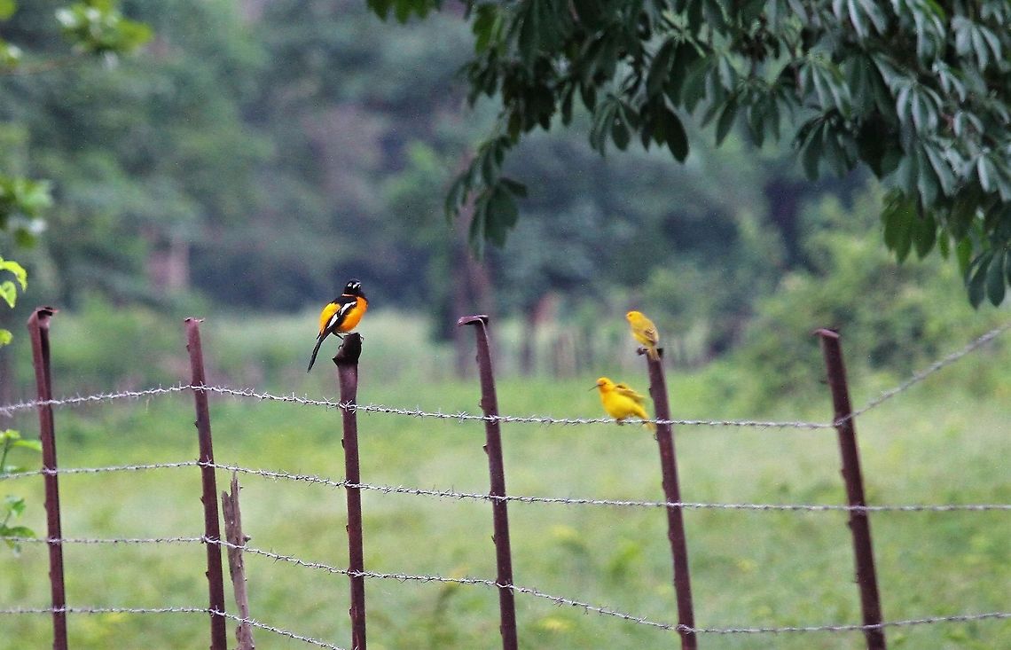 Venezuelan Troupial, Venezuela  Icterus icterus,Venezuelan Troupial