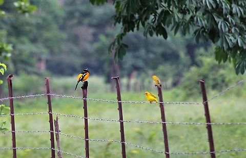 Venezuelan Troupial, Venezuela  Icterus icterus,Venezuelan Troupial