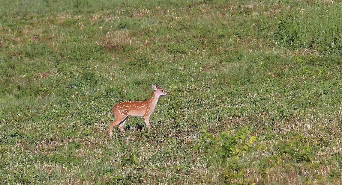 Young white-tailed deer  Hato Pinero,Los Llanos,Odocoileus virginianus,White-tailed deer