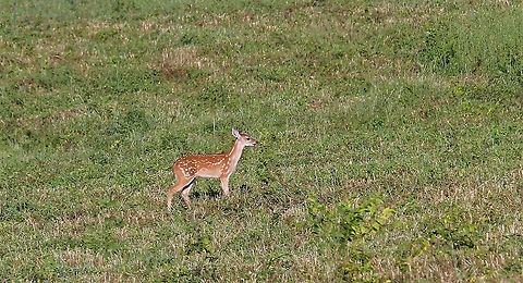 Young white-tailed deer  Hato Pinero,Los Llanos,Odocoileus virginianus,White-tailed deer