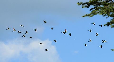 Flock of Chestnut-fronted Macaws flying Late evening flock Ara severus,Chestnut-fronted macaw,Hato Pinero,Los Llanos