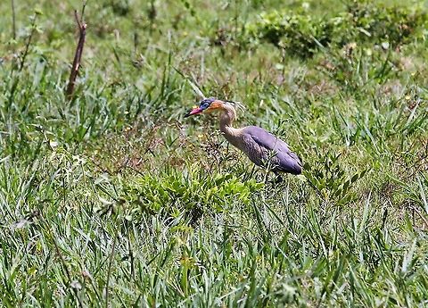 Whistling Heron Colourful heron Hato Pinero,Los Llanos,Syrigma sibilatrix,whistling heron