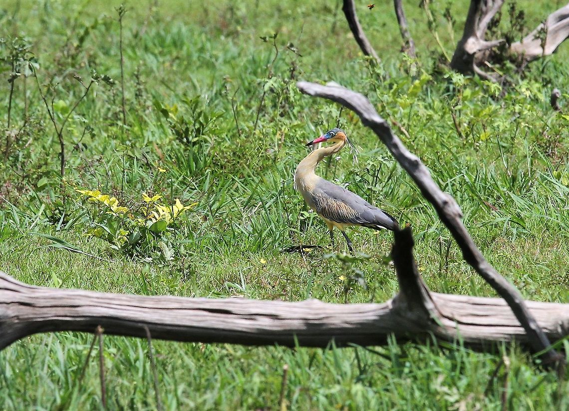 Whistling heron, Venezuela  Syrigma sibilatrix,whistling heron
