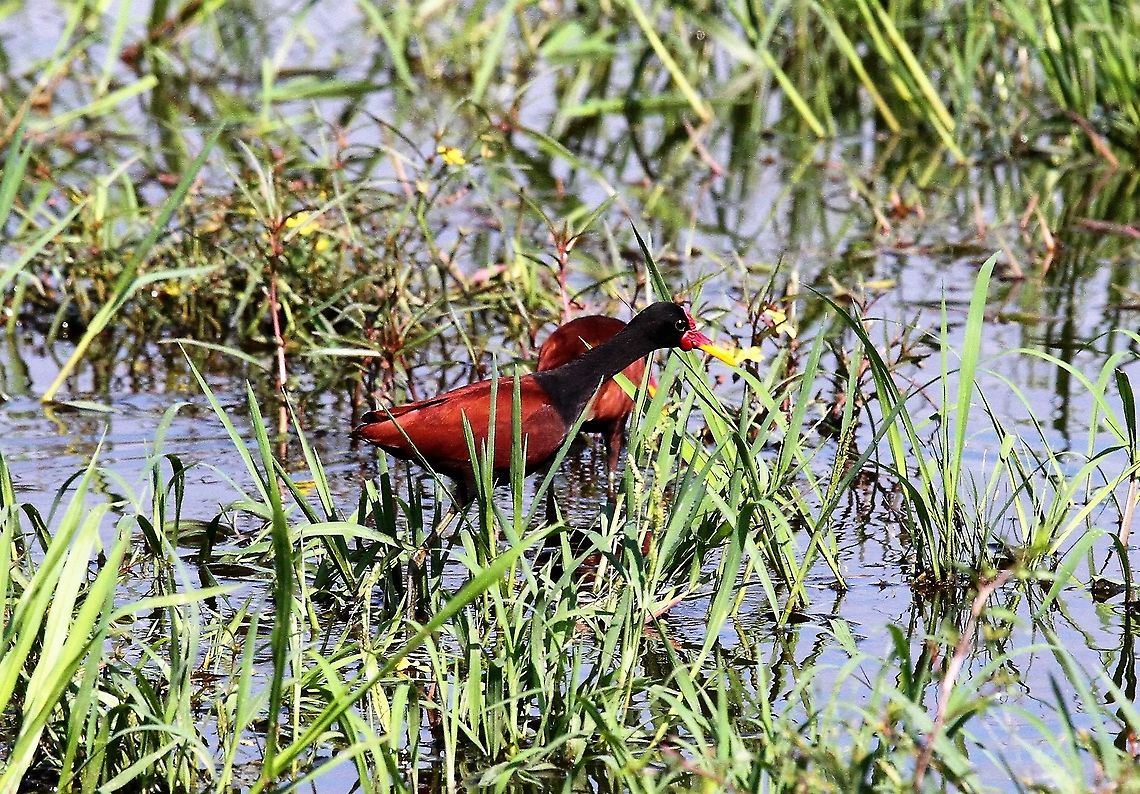 Pair of Wattled Jacanas Glorious day in the Llanos Hato Pinero,Jacana jacana,Los Llanos,Wattled Jacana