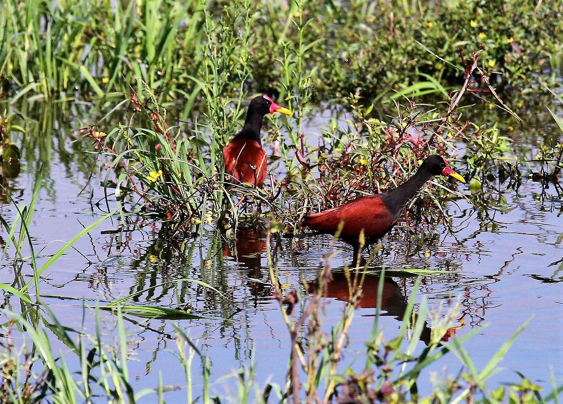 Wattled Jacana Nice reflection Hato Pinero,Jacana jacana,Los Llanos,Wattled Jacana