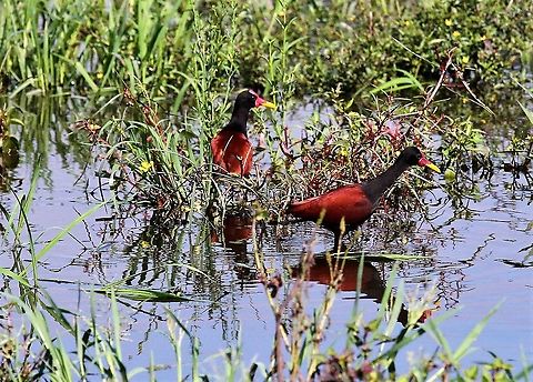 Wattled Jacana Nice reflection Hato Pinero,Jacana jacana,Los Llanos,Wattled Jacana