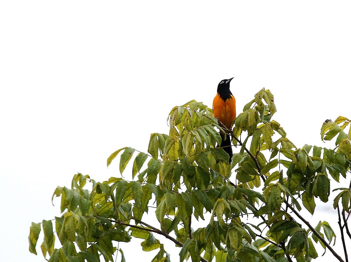 Venezuelan Troupial A beautiful bird Hato Pinero,Icterus icterus,Los Llanos,Venezuelan Troupial