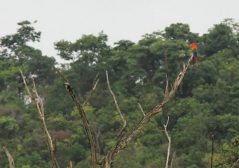 Scarlet Macaw Greta Garbo macaw - I want to be alone - striking colour! Ara macao,Hato Pinero,Los Llanos,Scarlet macaw