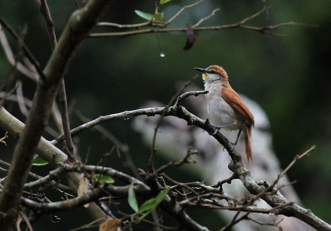 Yellow-chinned Spinetail The give-away - the yellow chin!! Certhiaxis cinnamomeus,Hato Pinero,Los Llanos,Yellow-chinned spinetail