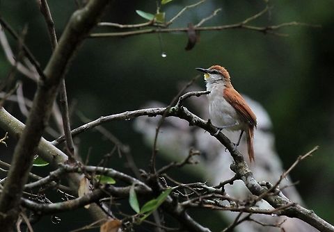 Yellow-chinned Spinetail The give-away - the yellow chin!! Certhiaxis cinnamomeus,Hato Pinero,Los Llanos,Yellow-chinned spinetail