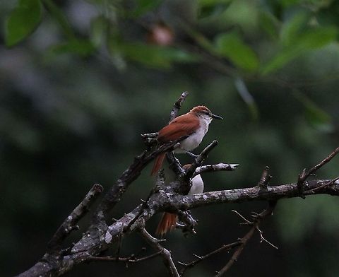Yellow-chinned Spinetail A struggle to identify this pair - nice rufous colour Certhiaxis cinnamomeus,Hato Pinero,Los Llanos,Yellow-chinned spinetail