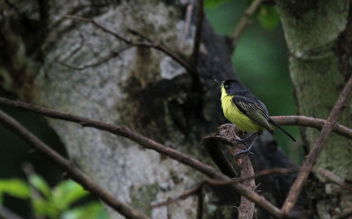 Common tody-flycatcher, Venezuela  Common tody-flycatcher,Todirostrum cinereum