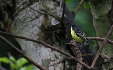 Common tody-flycatcher, Venezuela  Common tody-flycatcher,Todirostrum cinereum