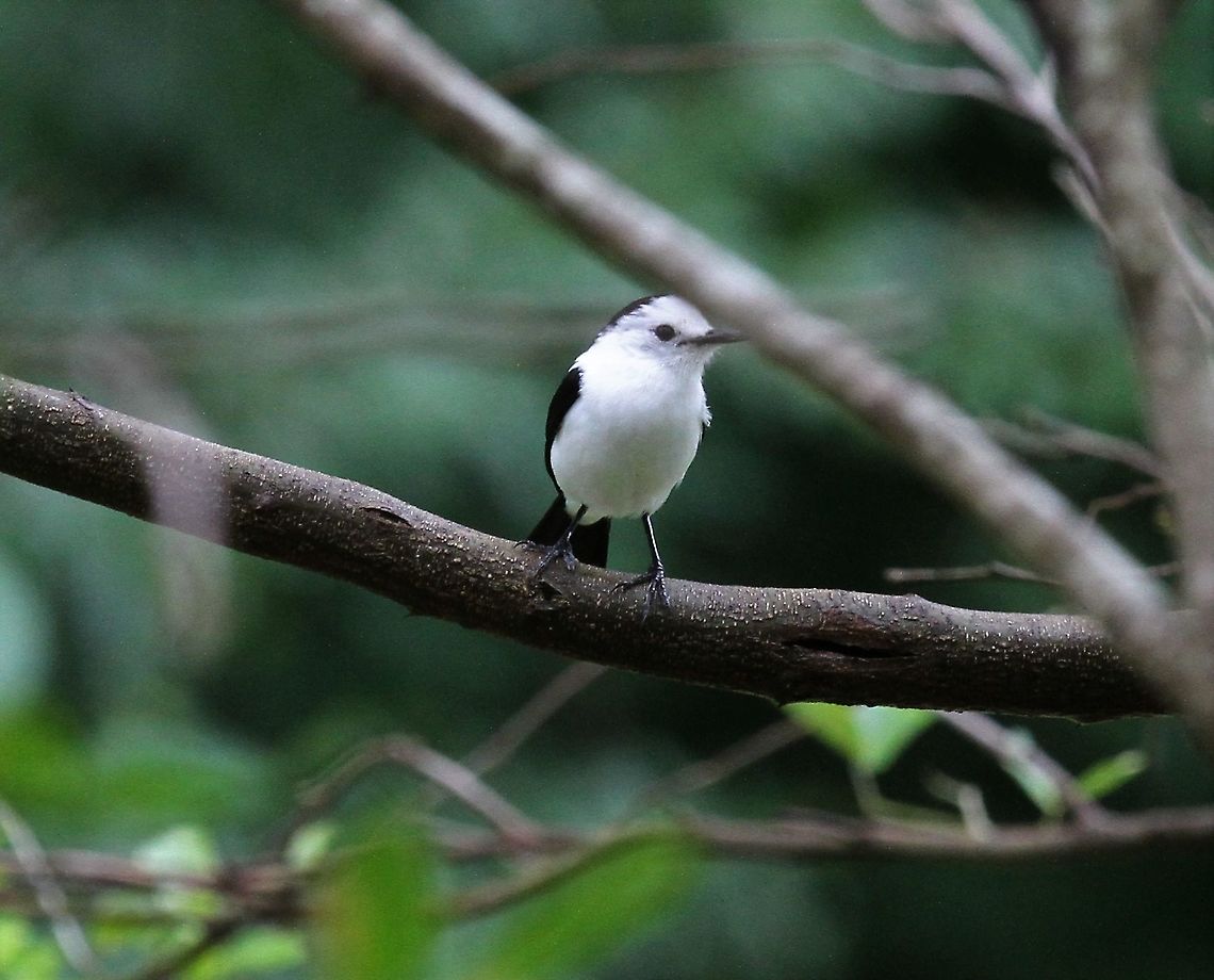 Pied Water-tyrant In amongst the trees at Hato Pinero Fluvicola pica,Hato Pinero,Los Llanos,Pied water tyrant