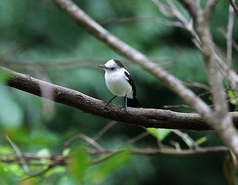 Pied Water-Tyrant  Fluvicola pica,Hato Pinero,Los Llanos,Pied water tyrant