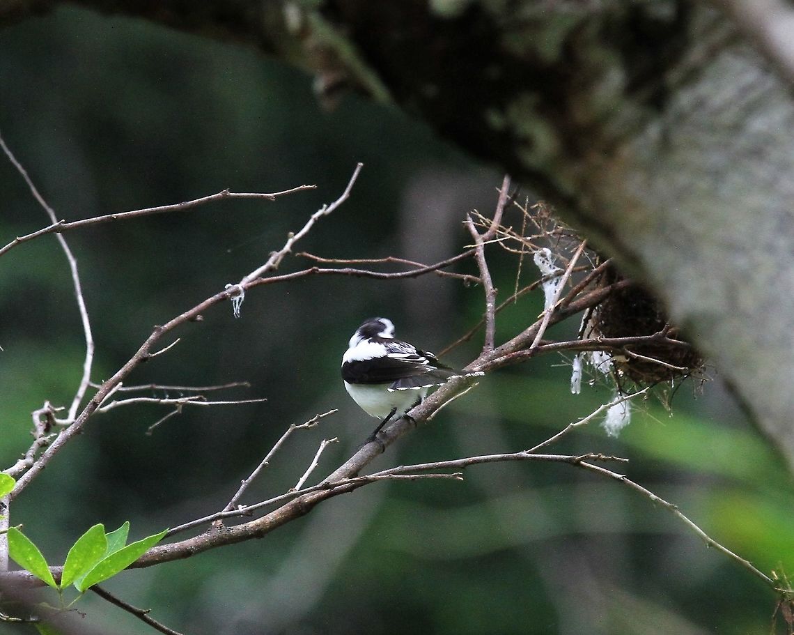 Pied Water-tyrant, back view  Fluvicola pica,Hato Pinero,Los Llanos,Pied water tyrant