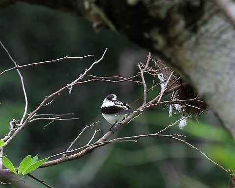 Pied Water-tyrant, back view  Fluvicola pica,Hato Pinero,Los Llanos,Pied water tyrant