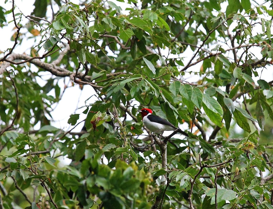 Masked Cardinal In the canopy Hato Pinero,Los Llanos,Masked cardinal,Paroaria nigrogenis