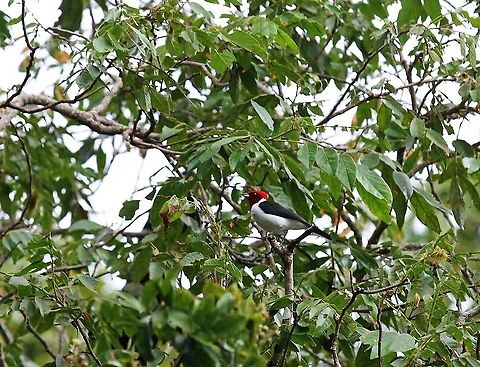 Masked Cardinal In the canopy Hato Pinero,Los Llanos,Masked cardinal,Paroaria nigrogenis