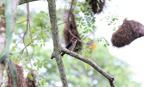 Grey-breasted Martin A juvenile near cacique nests Grey-breasted martin,Hato Pinero,Los Llanos,Progne chalybea
