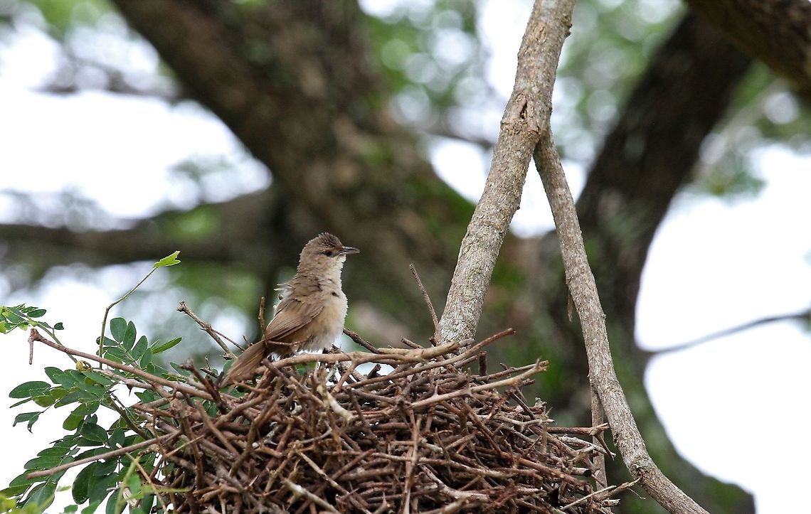 Rufous-fronted Thornbird Also known as Plain-fronted or Common Hato Pinero,Los Llanos,Phacellodomus rufifrons,Rufous-fronted thornbird
