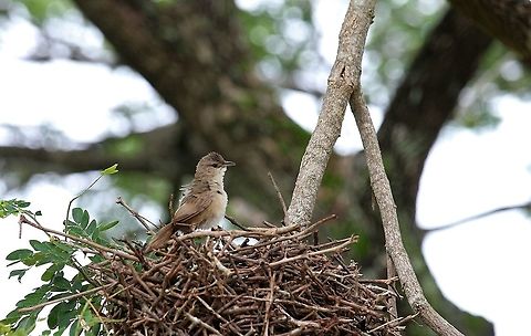 Rufous-fronted Thornbird Also known as Plain-fronted or Common Hato Pinero,Los Llanos,Phacellodomus rufifrons,Rufous-fronted thornbird
