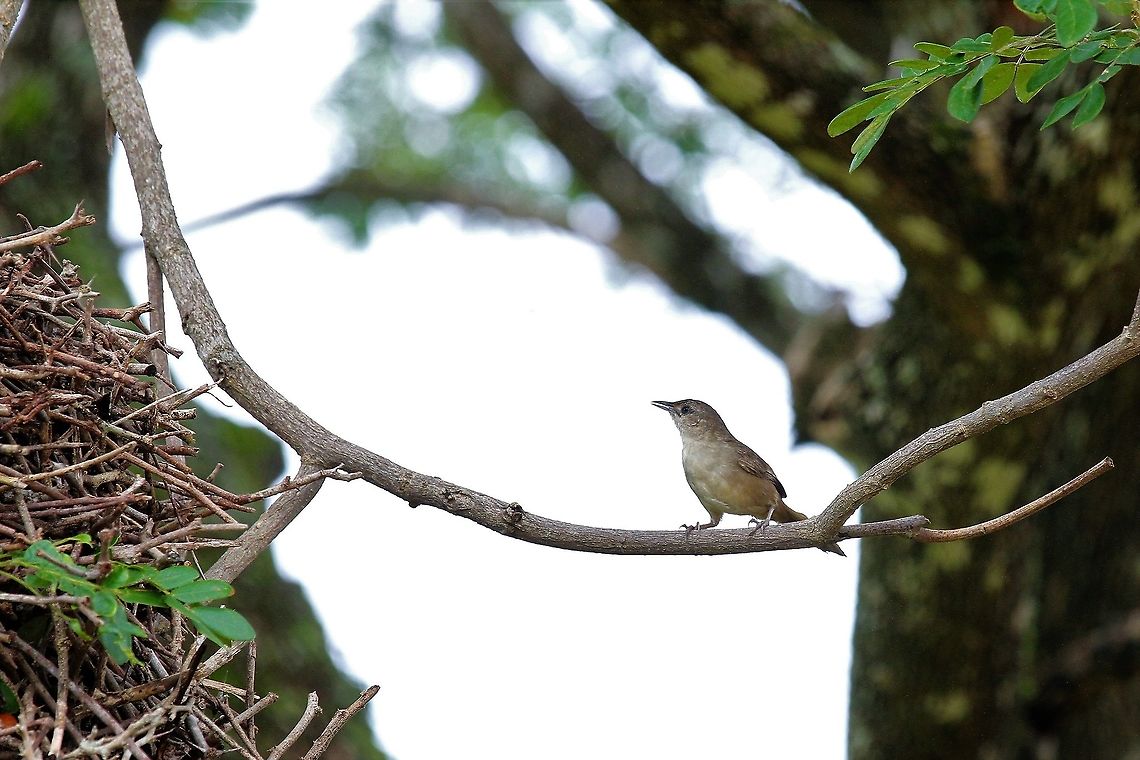 Rufous-fronted Thornbird Besides the enormous nest Hato Pinero,Los Llanos,Phacellodomus rufifrons,Rufous-fronted thornbird