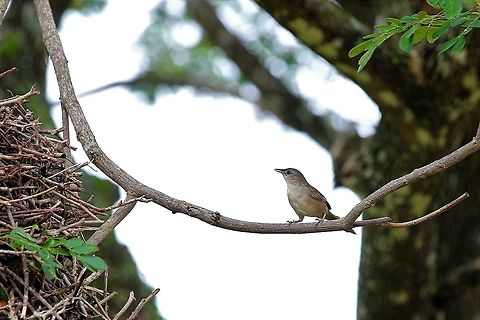 Rufous-fronted Thornbird Besides the enormous nest Hato Pinero,Los Llanos,Phacellodomus rufifrons,Rufous-fronted thornbird
