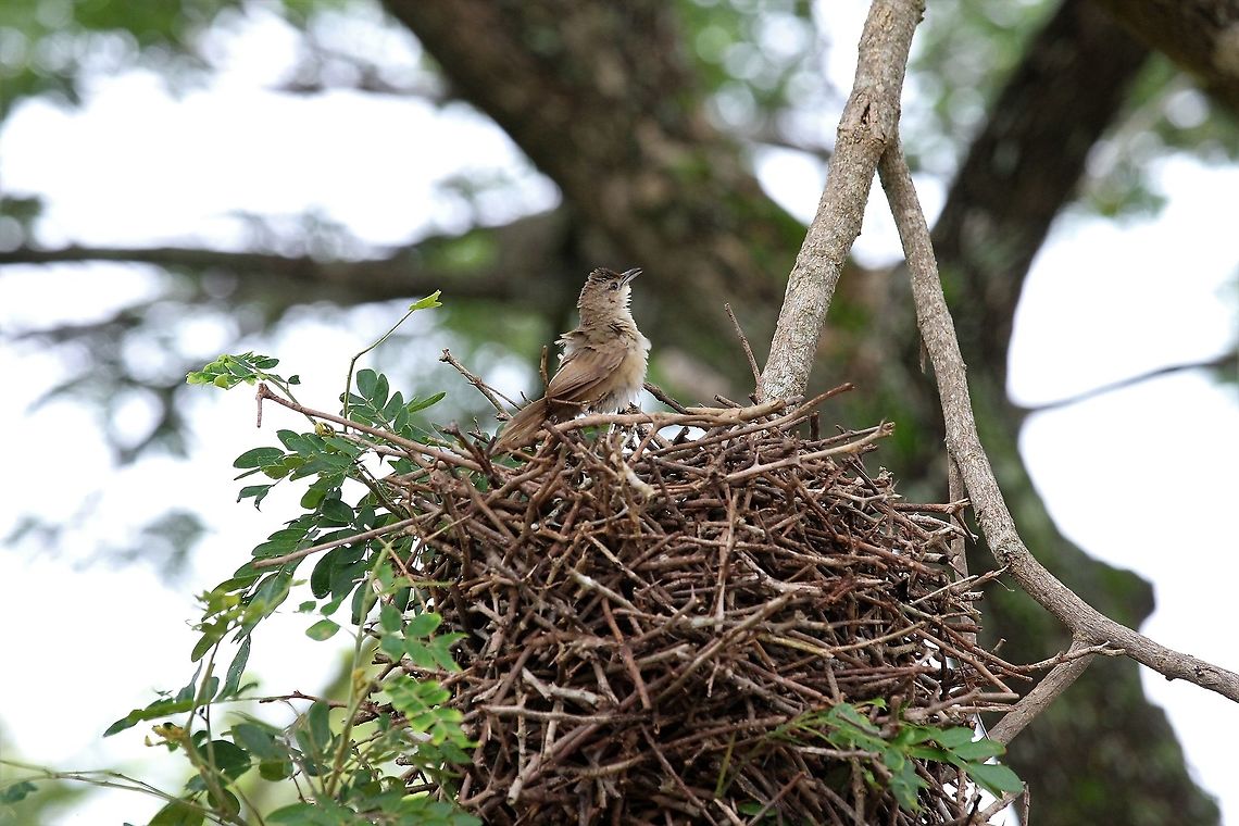 Rufous-fronted Thornbird Responsible for the amazing nests - I think it may also be called the Common Thornbird Hato Pinero,Los Llanos,Phacellodomus rufifrons,Rufous-fronted thornbird