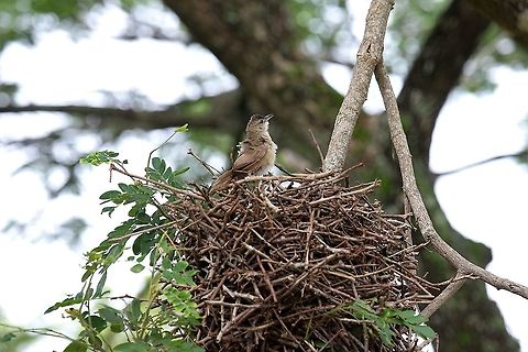 Rufous-fronted Thornbird Responsible for the amazing nests - I think it may also be called the Common Thornbird Hato Pinero,Los Llanos,Phacellodomus rufifrons,Rufous-fronted thornbird