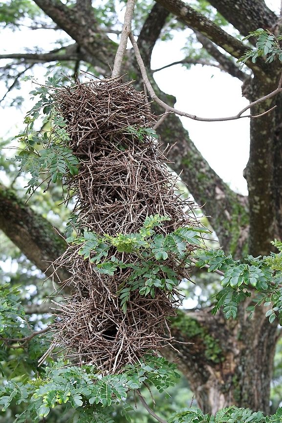 Rufous-fronted Thornbird Nest An amazing construction for such small birds Hato Pinero,Los Llanos,bird nest
