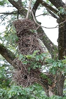 Rufous-fronted Thornbird Nest An amazing construction for such small birds Hato Pinero,Los Llanos,bird nest