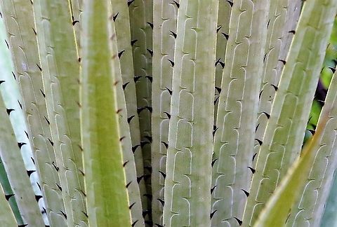Puya goudotiana Very nasty looking spikes ready for the unwary - this Puya has an amazing flower spike, not when I was there though, locally called Cardón. Chingaza National Park,Puya goudotiana,Páramo