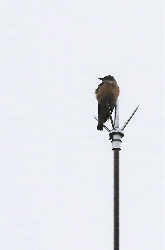 Streak-throated Bush Tyrant On a wet day - brief glimpse of this large bush tyrant Chingaza National Park,Myiotheretes striaticollis,Páramo,Streak-throated bush tyrant