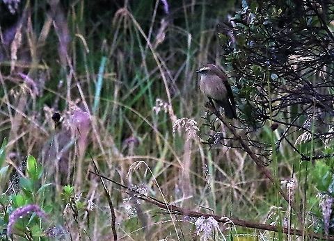 Brown-backed Chat Tyrant This is a high altitude flycatcher - again, photo not great  Brown-backed chat-tyrant,Chingaza National Park,Ochthoeca fumicolor,Páramo