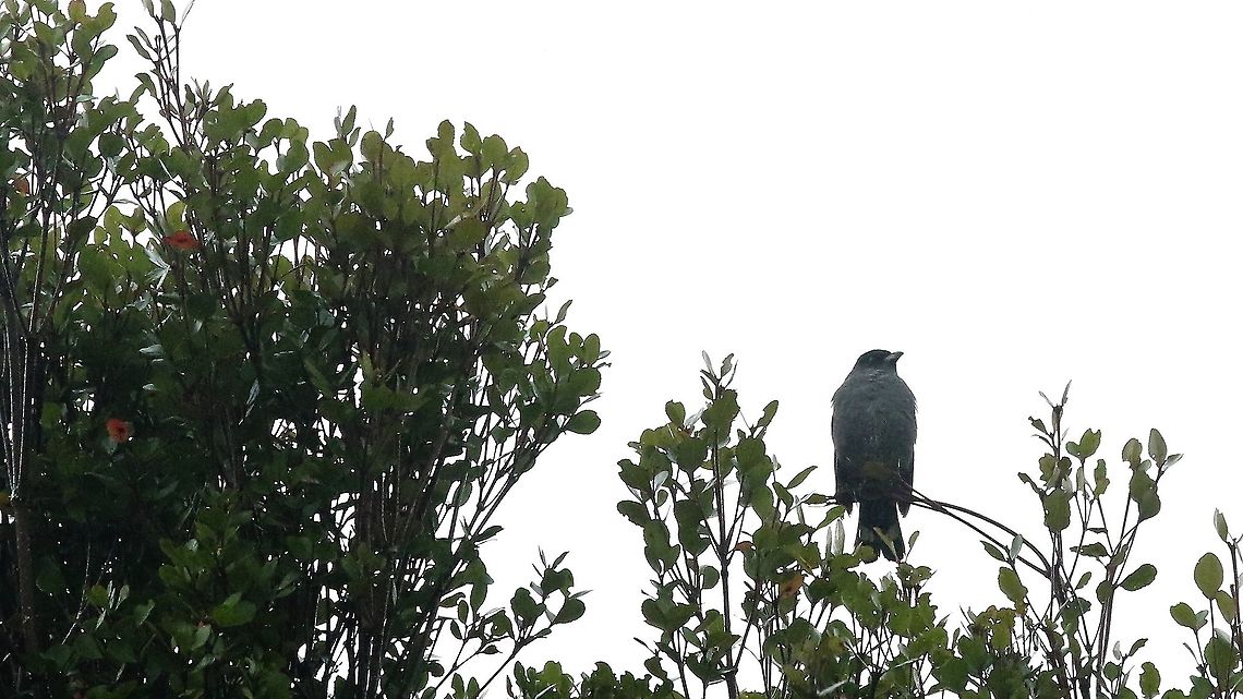 Red-crested Cotinga Wouldn&#039;t oblige by erecting the crest!!! Ampelion rubrocristatus,Chingaza National Park,Páramo,Red-crested cotinga
