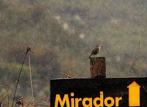 House Wren House wren suffering under a paramo deluge - we settled for the wren rather than the mirador Chingaza National Park,House wren,Páramo,Troglodytes aedon