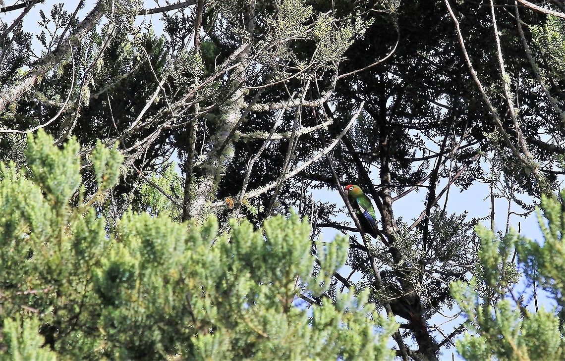 Rose-headed Parakeet A Venezuelan endemic with a small range in the Andes Andes,Estancia La Bravera,Pyrrhura rhodocephala,Rose-crowned parakeet